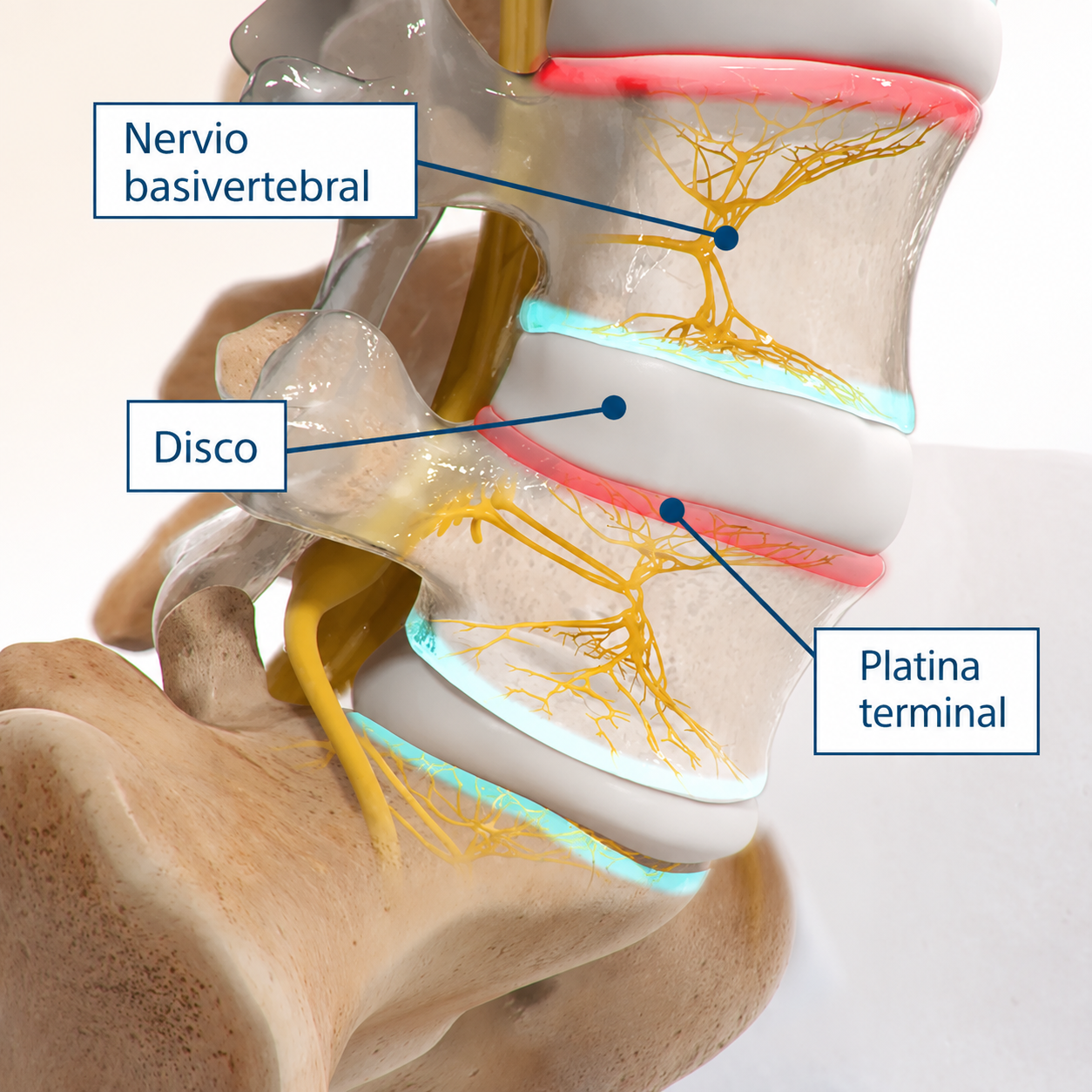 Detailed view of spinal anatomy showing the basivertebral nerve, disc, and endplate. 